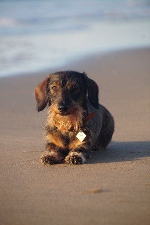 Bild 1 von Schulhund Cora Dackel liegt auf Sandstrand mit Wasser im Hintergrund