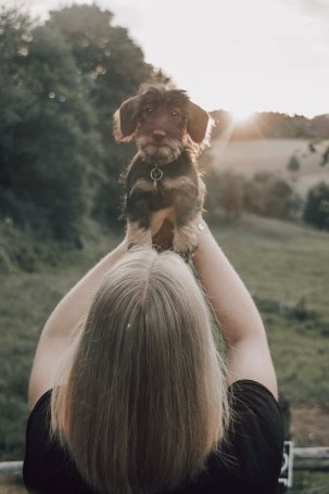 Bild 2 von Schulhund Cora Frau mit langen blonden Haaren hält kleinen Hund mit braunem Fell und schwarzem Halsband vor einer Landschaft mit Bäumen und Wiese im Sonnenuntergang hoch