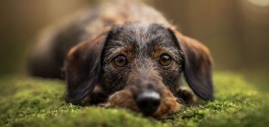 Bild 3 von Schulhund Cora Dackelwelpe liegt mit Kopf auf grünem Moos und blickt direkt in die Kamera